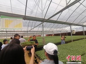 遼寧鐵嶺發(fā)展綠色農(nóng)業(yè) 打造 鐵字號(hào) 農(nóng)產(chǎn)品品牌