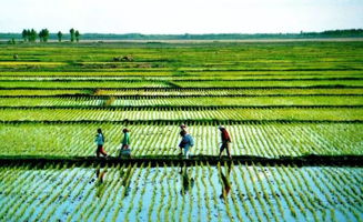 農(nóng)業(yè)農(nóng)村落實(shí)高質(zhì)量發(fā)展重大舉措 國(guó)家質(zhì)量興農(nóng)戰(zhàn)略規(guī)劃