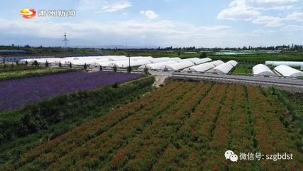 酒泉慶和種業開發:專注種業 服務三農