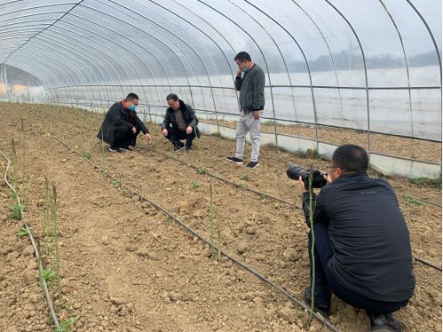 四川省農(nóng)業(yè)科學(xué)院 遙感應(yīng)用研究所 省農(nóng)科院經(jīng)作所科技人員赴涼山州開展科技服務(wù)