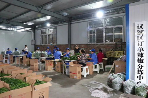 脫貧攻堅(jiān)一縣一業(yè) 陜西漢濱辣椒產(chǎn)業(yè)