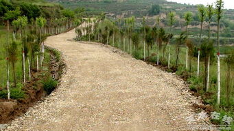 張家川縣農(nóng)業(yè)綜合開發(fā)項目開發(fā)出了 金山銀山