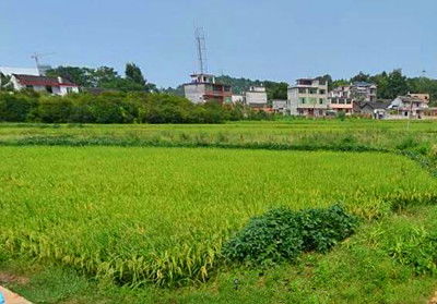 現代農業產業體系的發展趨勢與農業開發現狀