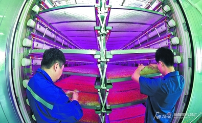 植物工廠 智慧農業