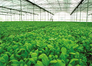 我國現代農業發展趨勢及任務 農業開發的新征程